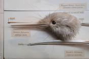 apteryx natural history museum londen 4-2018 5219